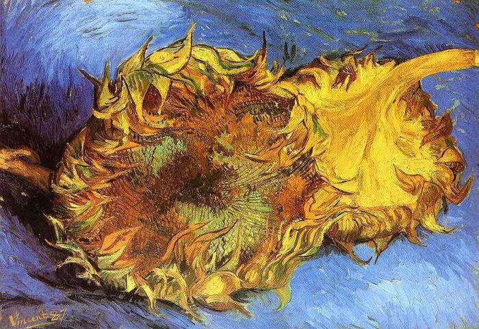 girasoles8